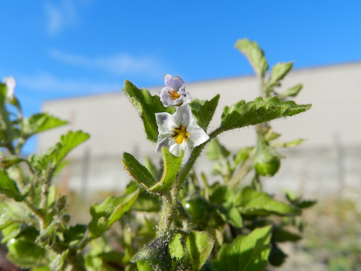 Solanum physalifolium
